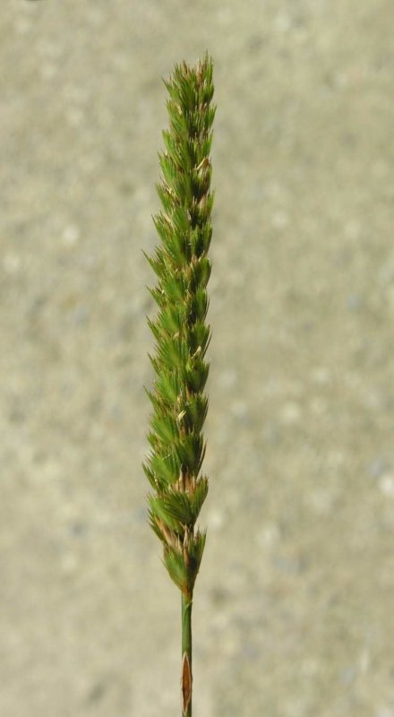 Райграс пастбищный Lolium perenne
