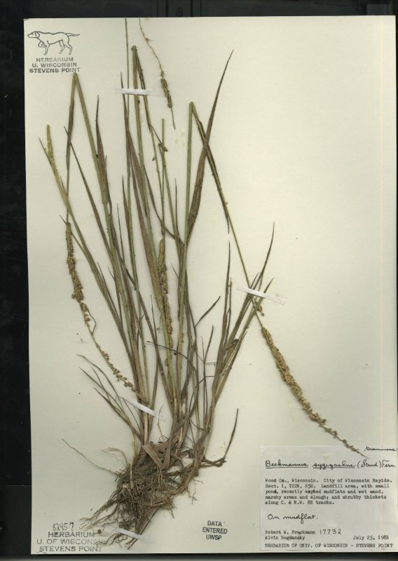 Коровяк черный (Verbascum nigrum)