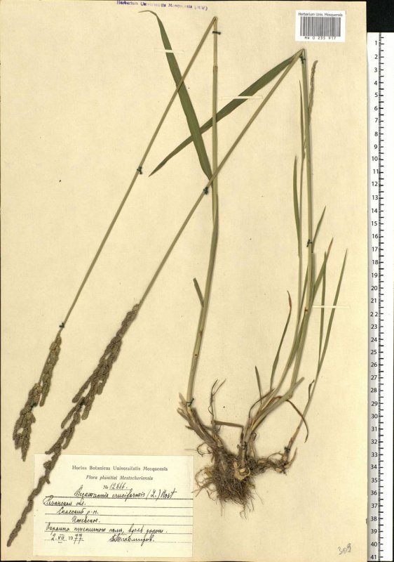 Pseudoroegneria spicata