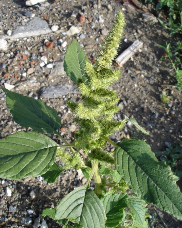 Ежа сборная Dactylis glomerata