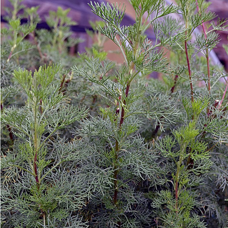 Полынь-абротан(Artemisia abrotanum)."Божье дерево"