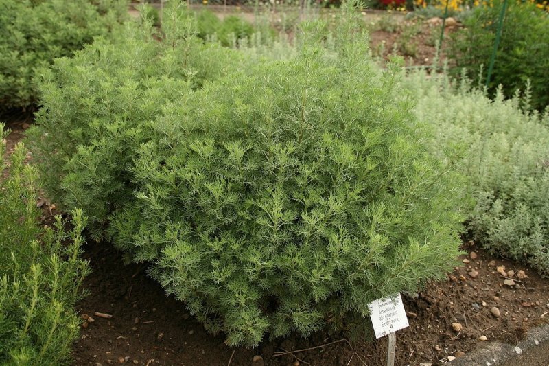 Древовидная Полынь Artemisia abrotanum