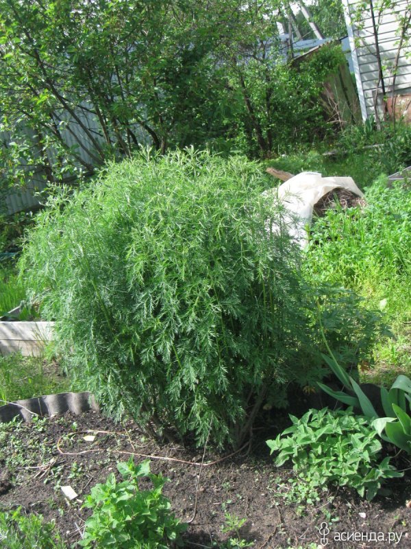 Полынь Божье дерево (Artemisia abrotanum)