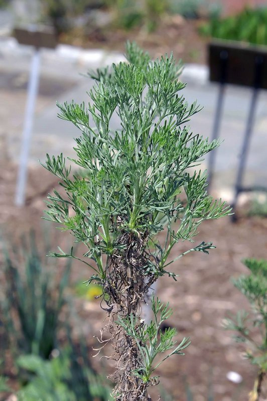 Полынь Божье дерево (Artemisia abrotanum)