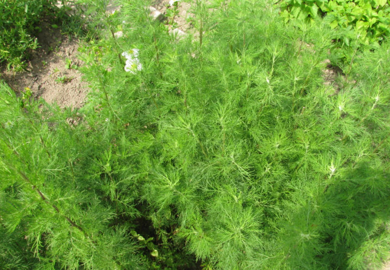 Полынь Artemisia arborescens Powis