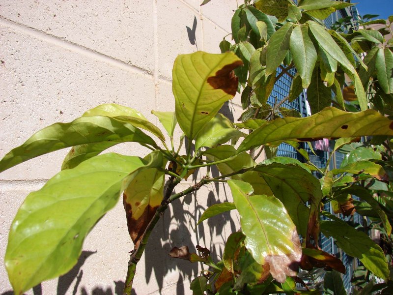 Cola pachycarpa