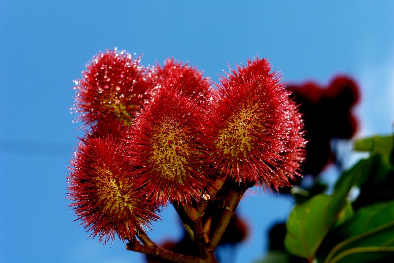 Red Bud растение