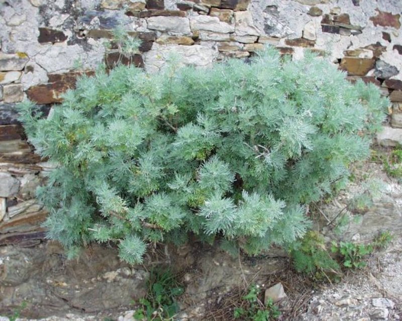 Artemisia arborescens