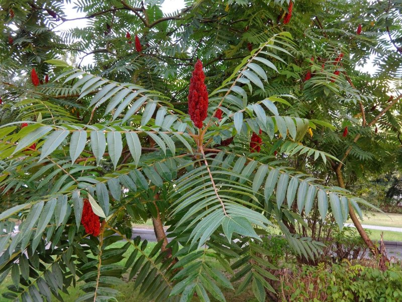 Сумах оленерогий Rhus typhina