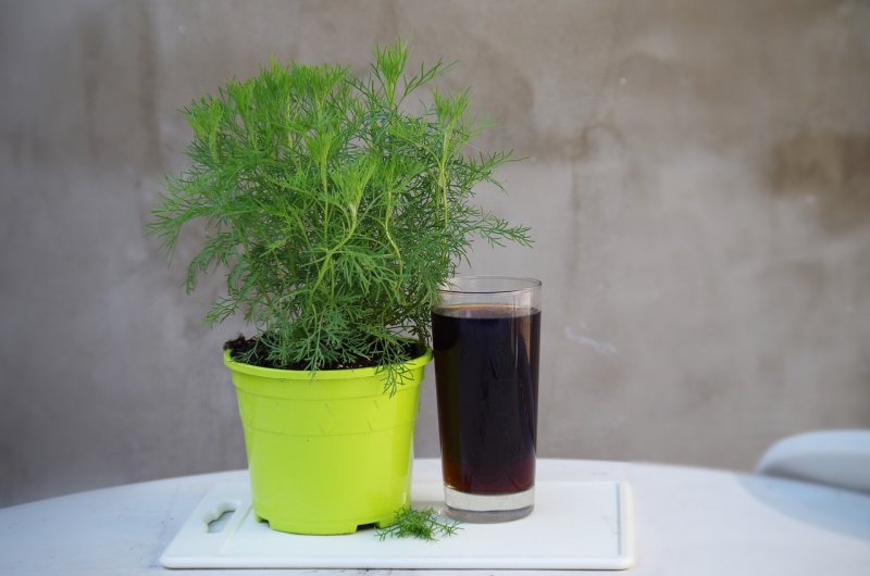 Полинь Кока кола (Cola Plant)