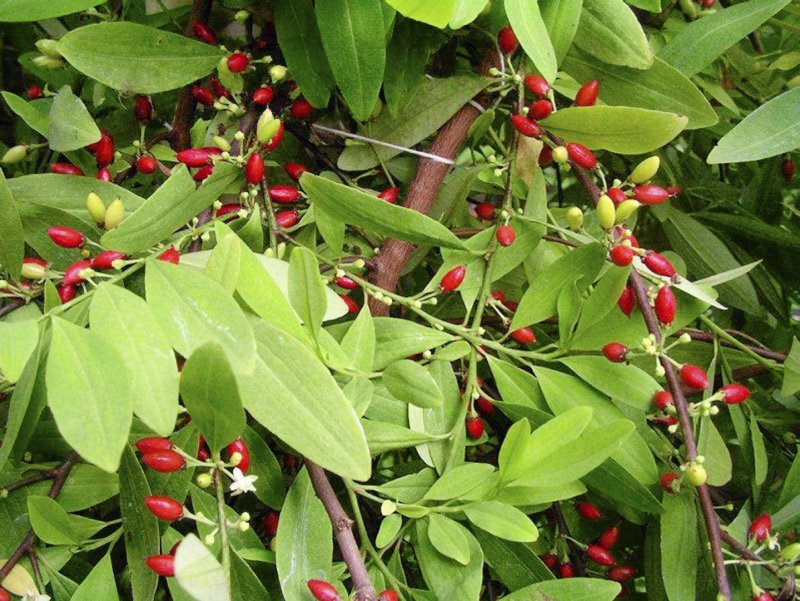 Erythroxylum novogranatense
