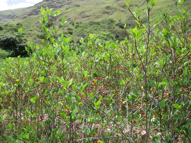 Erythroxylon Coca