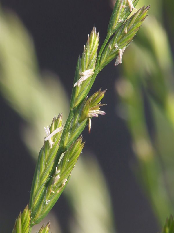 Райграс пастбищный (Lolium perenne l.)