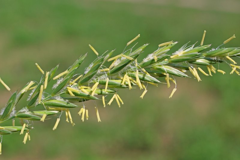 Lolium temulentum