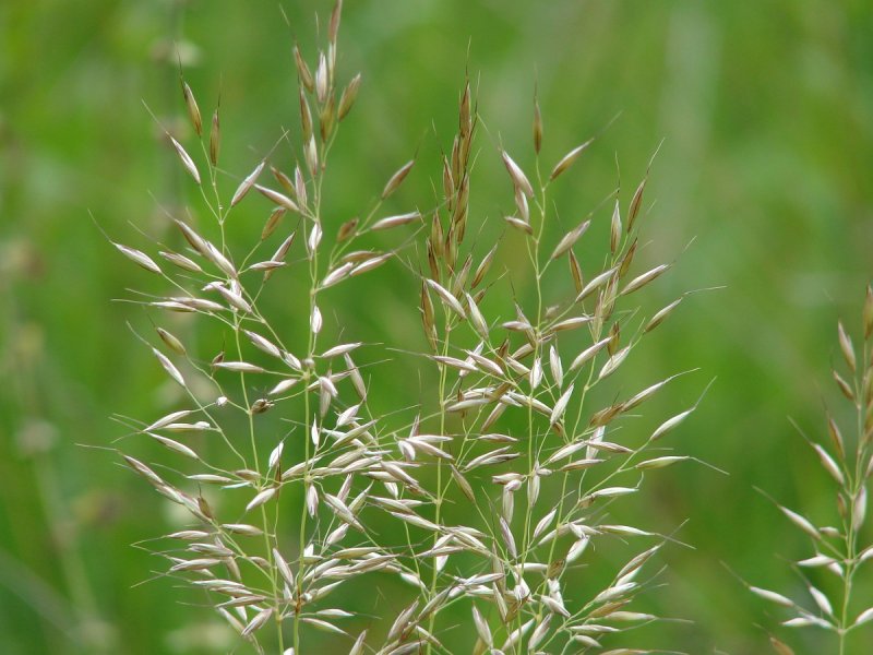 Райграс Arrhenatherum
