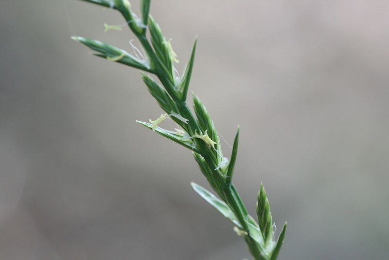 Плевел многолетний (Lolium perenne)