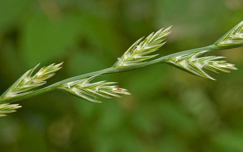 Райграс пастбищный Lolium perenne