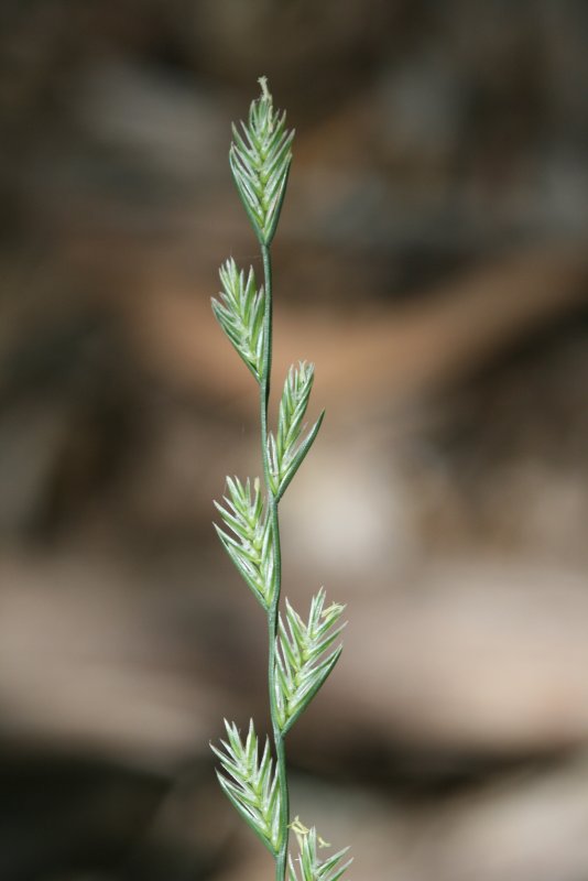 Плевел многолетний Lolium perenne l.