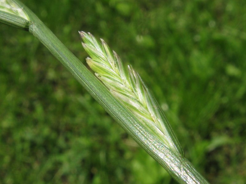 Плевел многолетний Lolium perenne l.