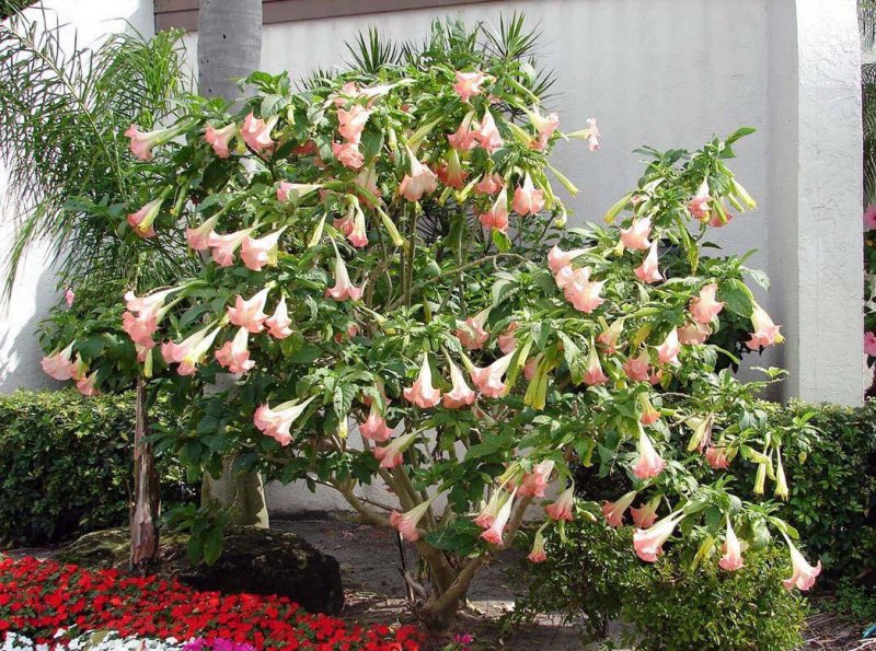 Brugmansia suaveolens Pink (бругмансия)