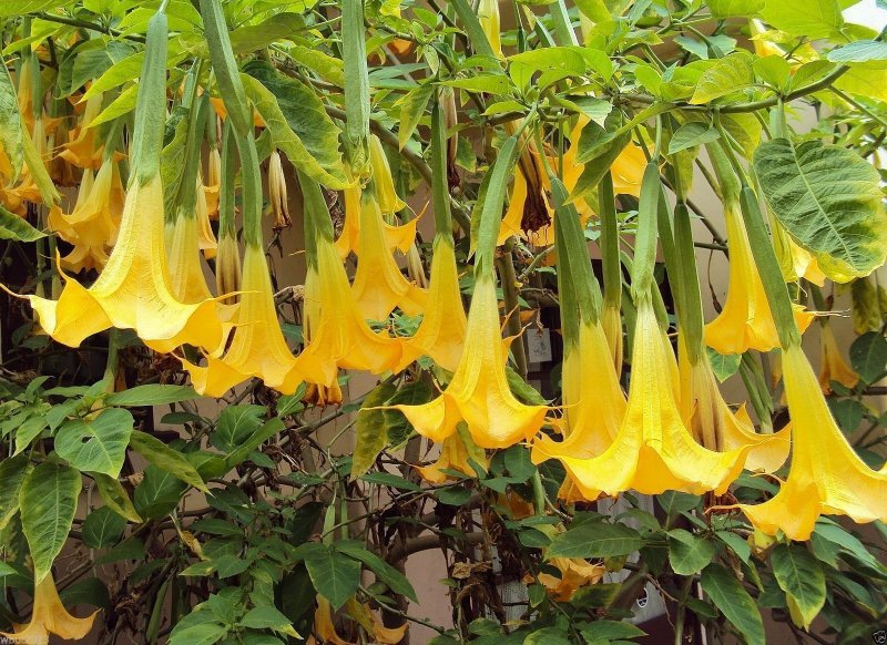 Золотистая бругмансия Brugmansia Aurea)