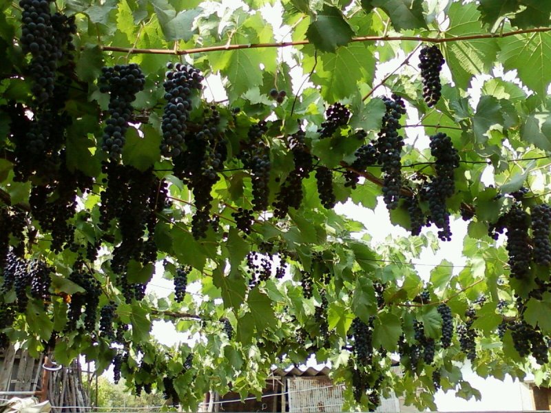 Домашний виноградник