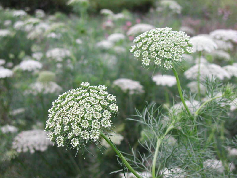 Амми Visnaga