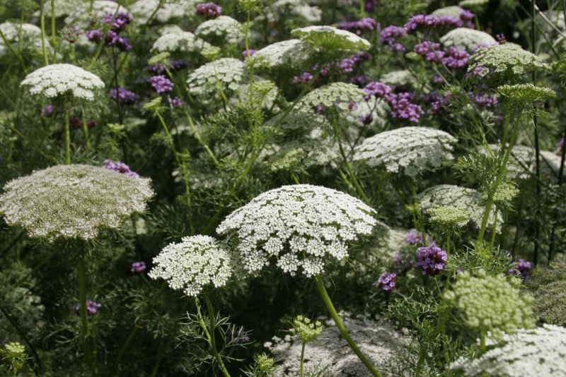 Амми Visnaga