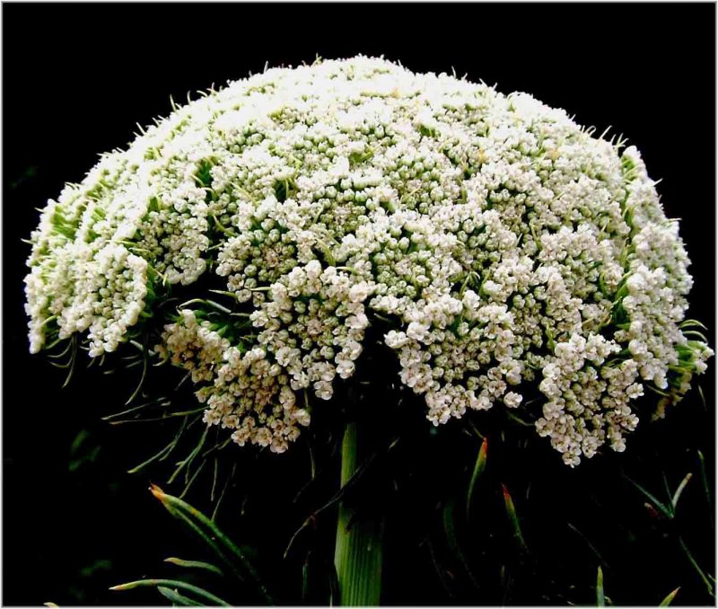 Амми Visnaga