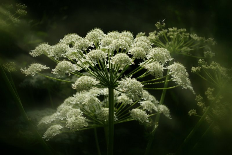 Ammi Visnaga растение
