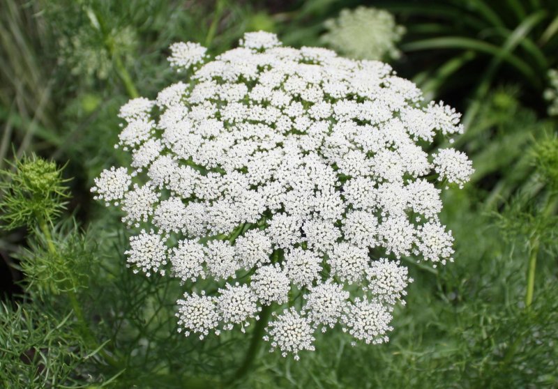 Ammi Visnaga растение