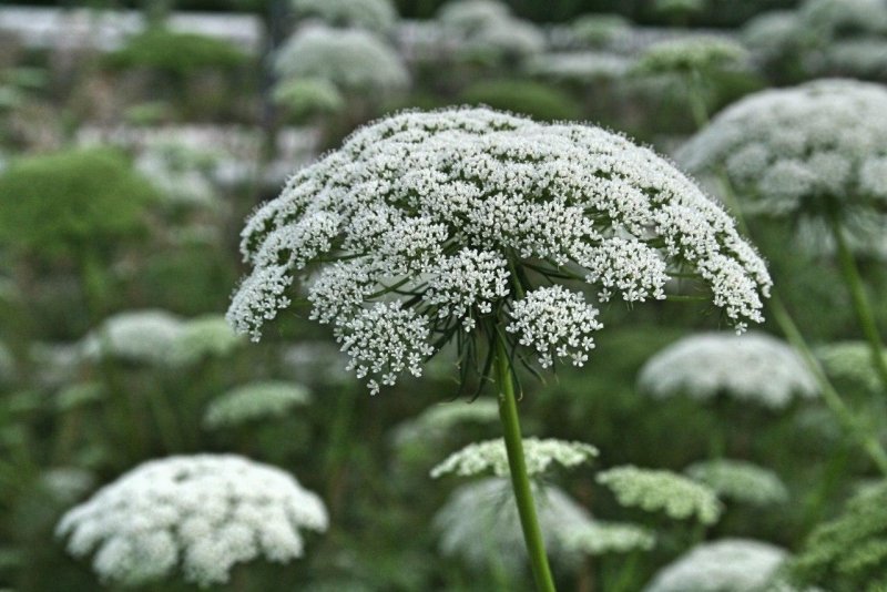 Амми Касабланка