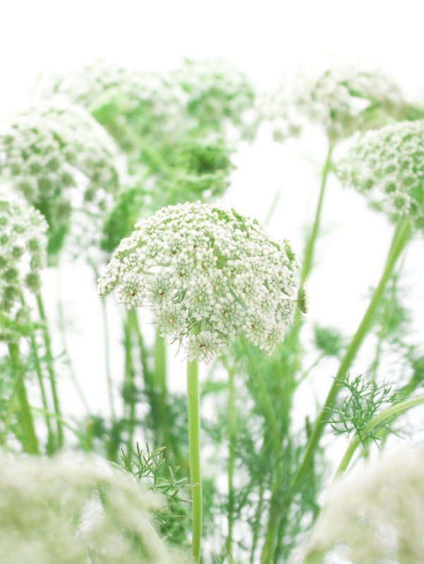 Амми (Ammi) majus Visnaga