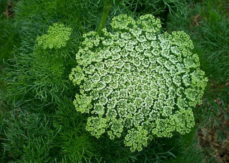 Амми Visnaga