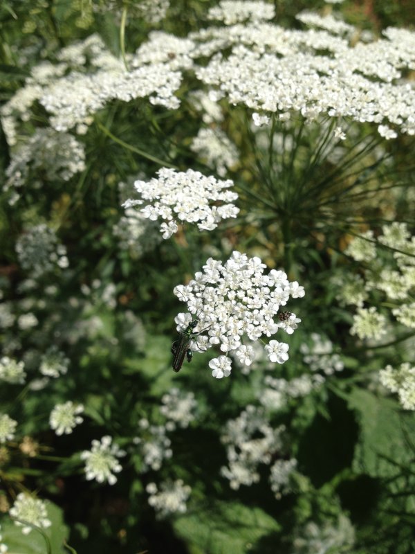 Амми (Ammi) majus Visnaga