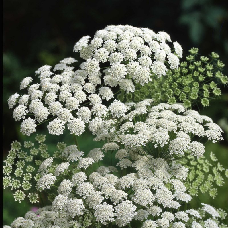 Ammi Visnaga растение