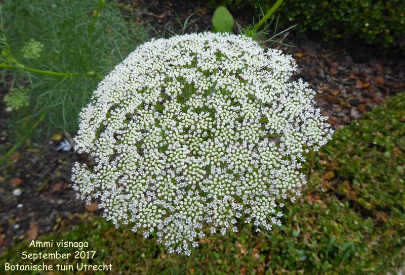 Амимаус Visnaga (бел)