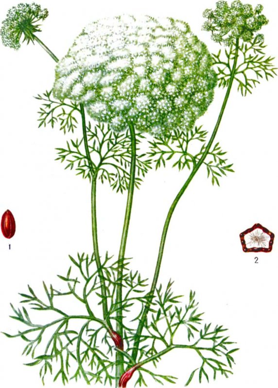 Ammi Visnaga растение