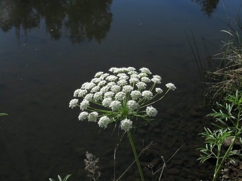 Амми большая (Ammi majus)