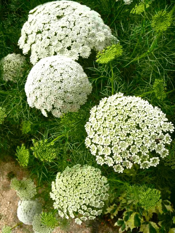 Амми (Ammi) majus Visnaga