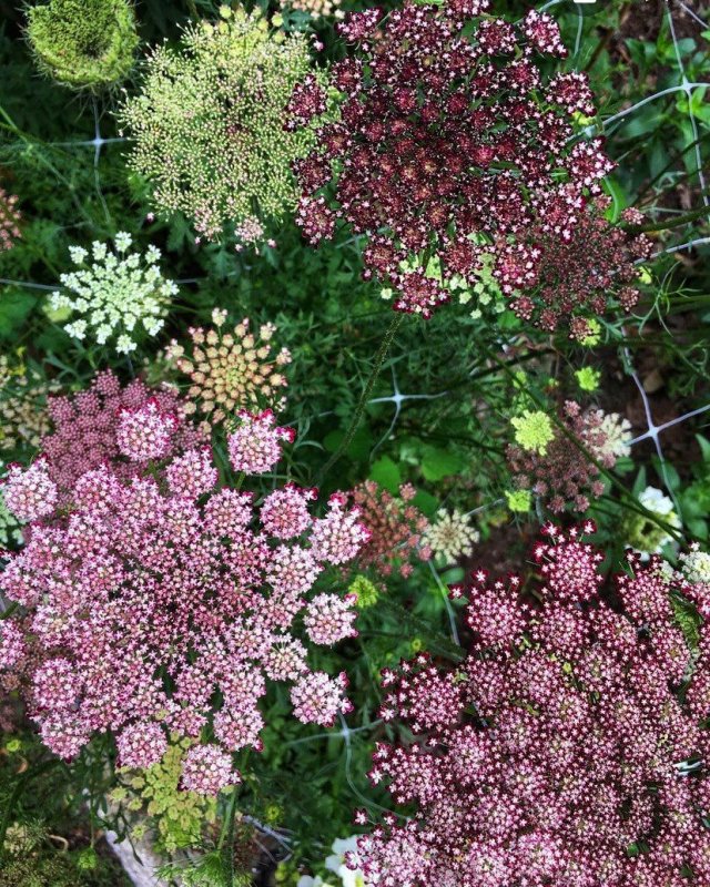 Амми Daucus carota
