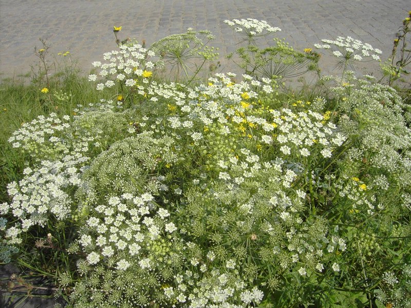 Ammi majus