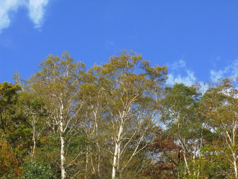 Betula platyphylla дерево