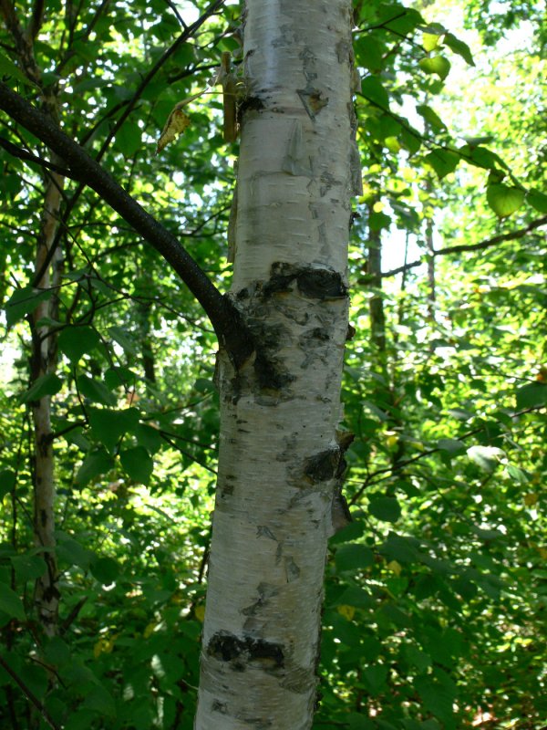 Betula platyphylla