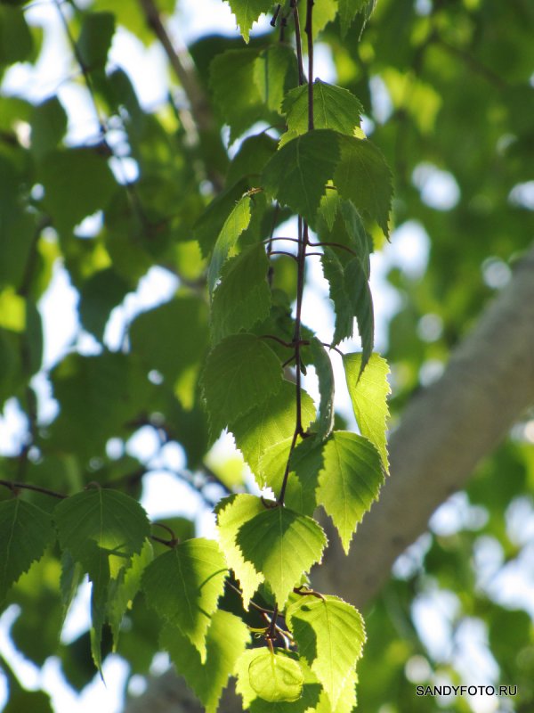 Betula tortuosa