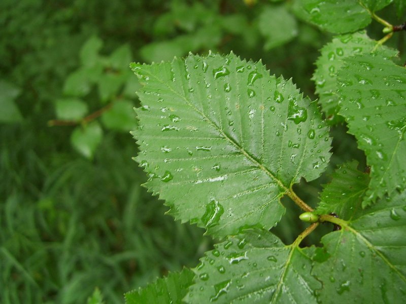 Betula platyphylla