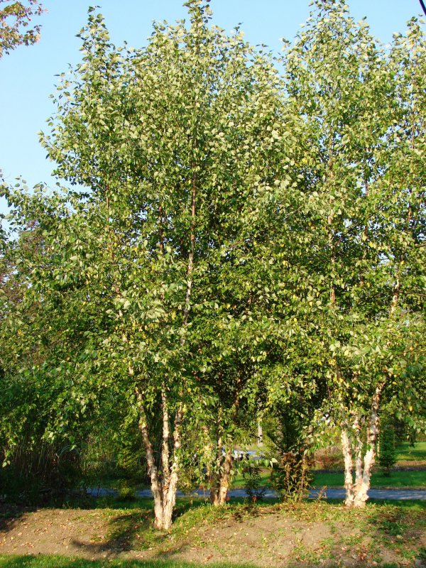 Берёза плосколистная