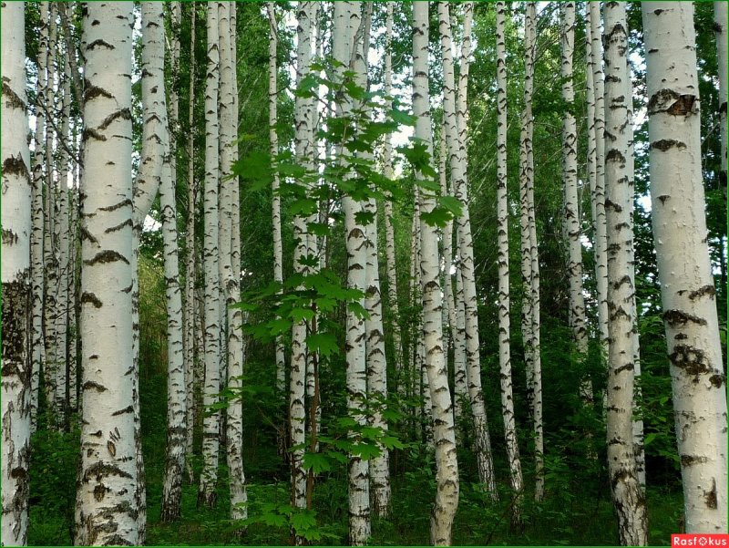 Тополь Максимовича (Populus maximowiczii)