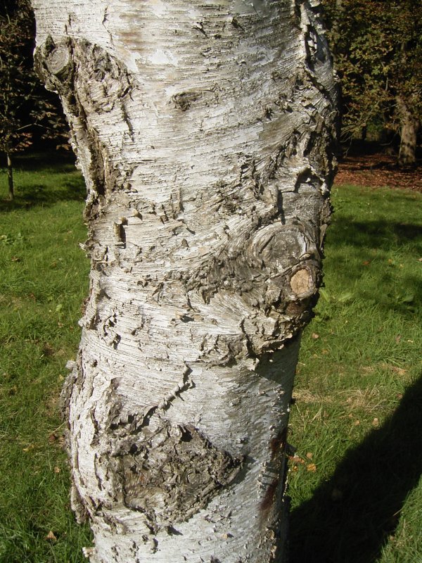 Betula platyphylla