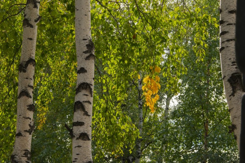 Betula ermanii берёза Эрмана (береза каменная)